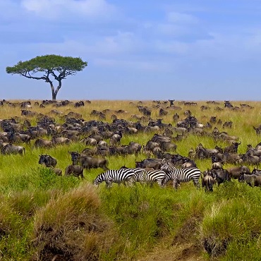 La Grande Migrazione | Top 3 Kenya