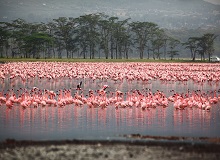 Lake Nakuru NP