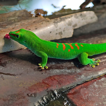 Il meglio del Madagascar