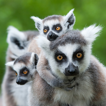 Lemuri Isalo NP | Top 5 Madagascar