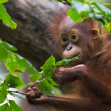 Borneo Malese | Viaggio su misura