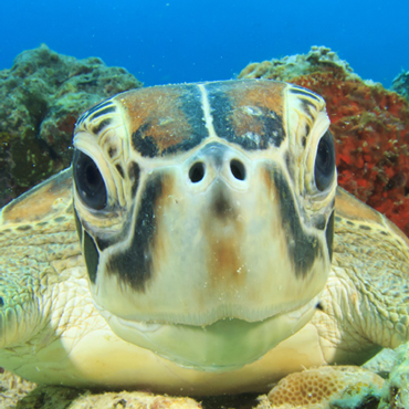 Il meglio della Penisola Malese | Viaggio su misura