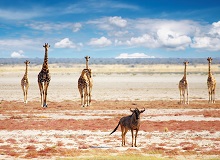 L'incredibile fauna dell'Etosha National Park