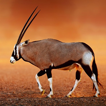 Namibia in Lodge | Tour Piccoli Gruppi