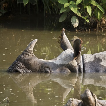 Chitwan NP | Top 5 Nepal