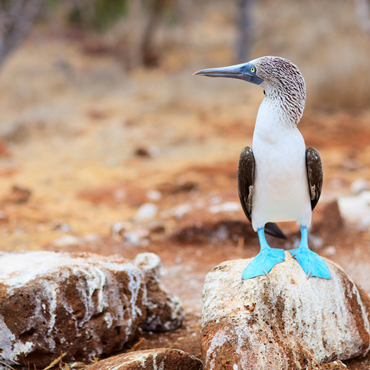 Peru e Galapagos | Viaggi di nozze