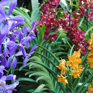 Giardini Botanici | Top 5 Singapore