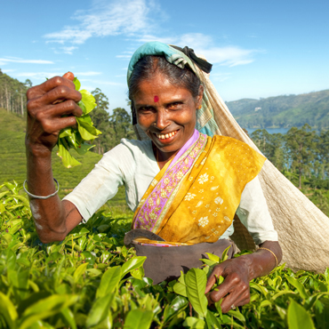 Piantagioni Te | Top 5 Sri Lanka