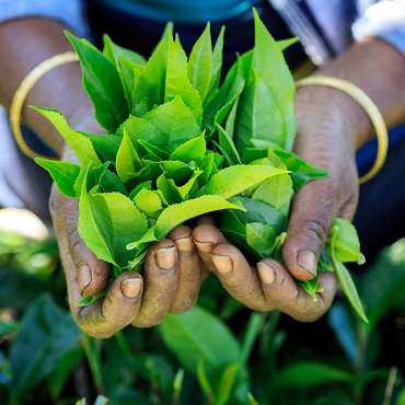 Tour Sri Lanka Essential