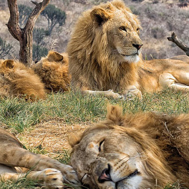 Cape Town e Kruger Park