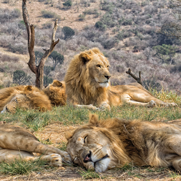 Il riposo dei leoni nel Kruger NP | Top 10 Sudafrica