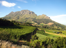 Distese di vigneti a Stellenbosch