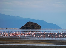 I fenicotteri del lago Natron