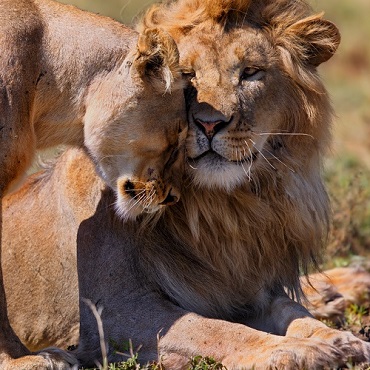 Viaggio di nozze Tanzania e Zanzibar