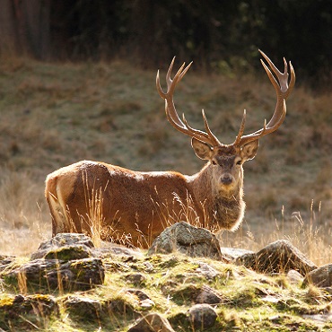 Weekend Bramito del Cervo | Viaggi Evento