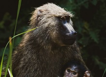 Kibale National Park