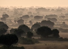 Queen Elizabeth National Park