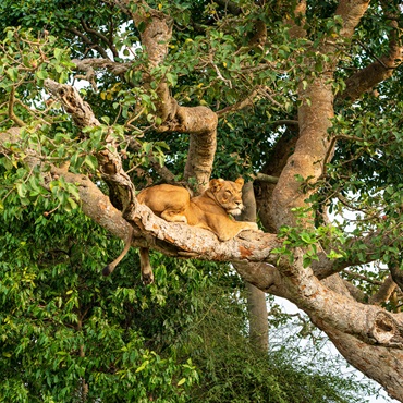 Queen Elizabeth National Park | Top 5 Uganda