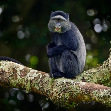 Tour Uganda, safari tra i primati