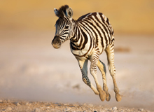 Hwange National Park