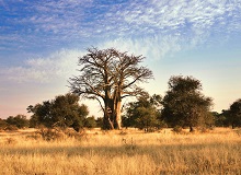 Baobab