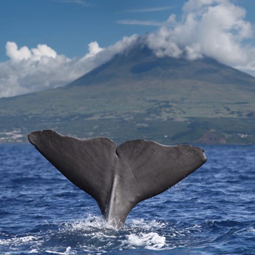 La coda di una balena che spunta dall'oceano | Top 3 Azzorre Original