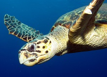 Menjangan snorkeling