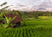 Tranquille e verdi risaie di Sidemen