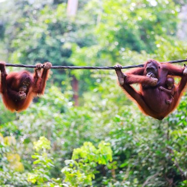 Kinabatangan | Top 3 Borneo Malese