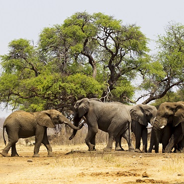 Dito di Caprivi | Top 3 Botswana, Caprivi e Victoria Falls