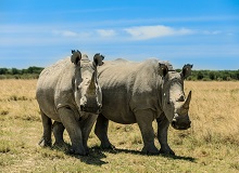 Khama Rhino Sanctuary Trust