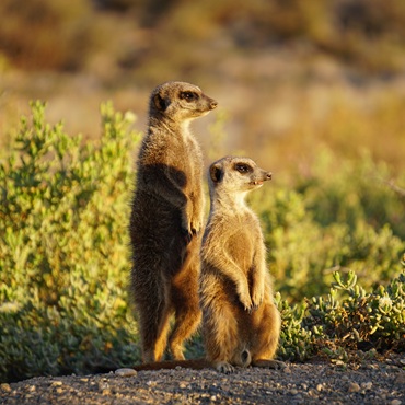 Avvistamento suricati | Top 3 Botswana Original