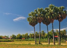 Natura sull'isola di Koh Trong