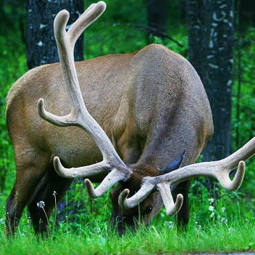 Parc de la Gaspésie | Top 3 Canada
