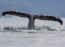 Whale Watching Tadoussac