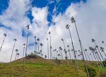Valle de Cocora