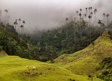 Valle del Cocora