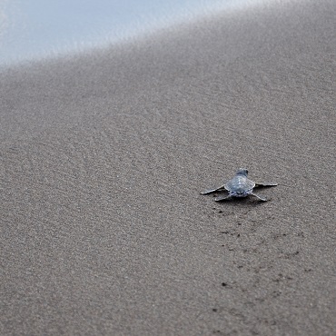 Petra | Top 3 Costa Rica Original