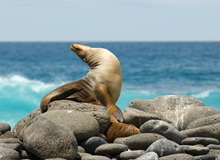 Isla Isabela Leone Marino