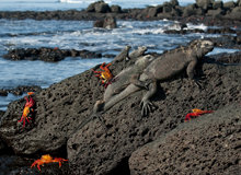 Iguana presso Isla Santa Cruz