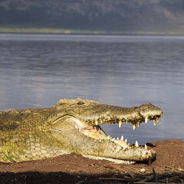 Lago Chamo | Top 3 Etiopia