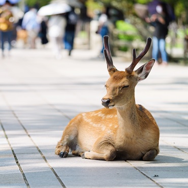 Nara | Top 3 Giappone