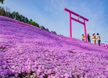 Higashimokoto Shibazakura Park
