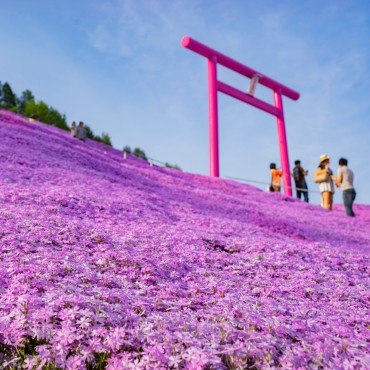 Higashimokoto Shibazakura Park | Top 3 Giappone