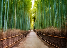 La foresta dei bamboo del quartiere Arashiyama