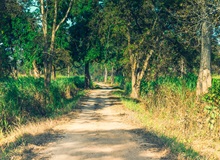 Kaziranga National Park