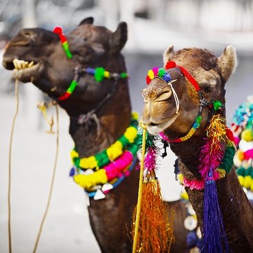 Pushkar Camel Fair | Top 3 India