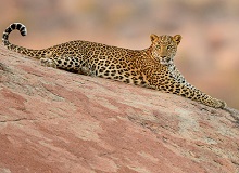 Leopardo Jawai