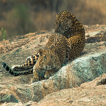 Leopardo | Advik Mehta on Unsplash | Top 3 India Rajasthan Original