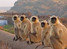 Ranthambore National Park